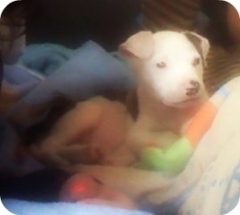 Agus